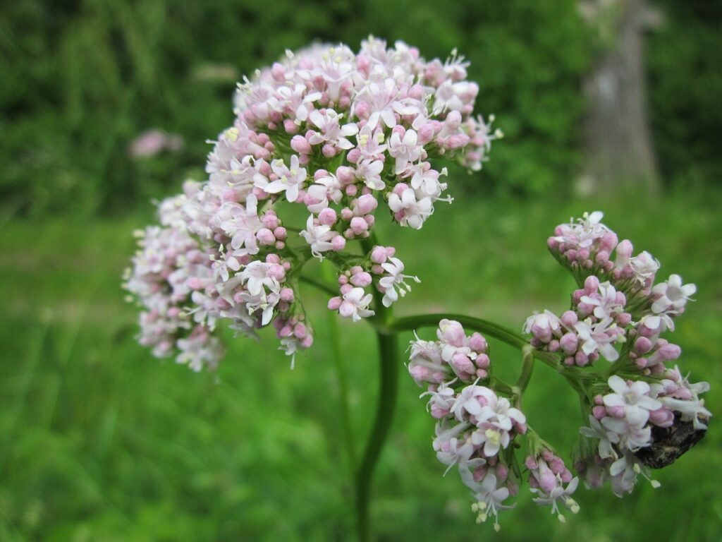 Valerian for sleep