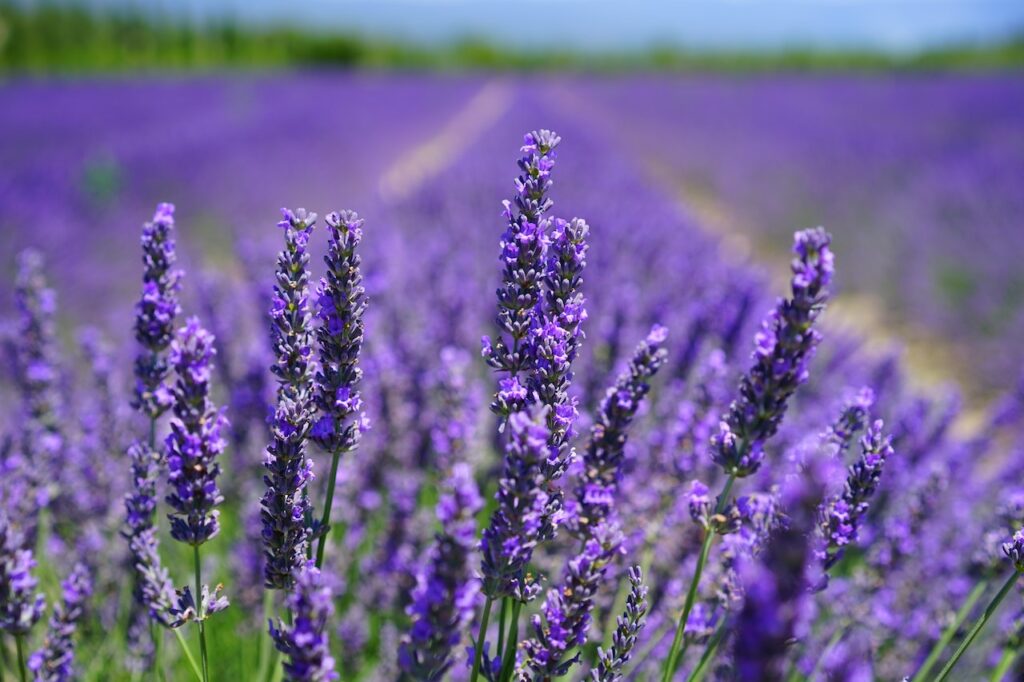 What are lavender pillows?