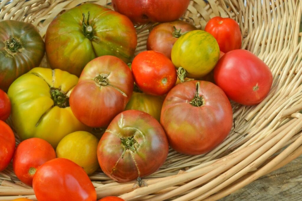 Wrinkled tomatoes